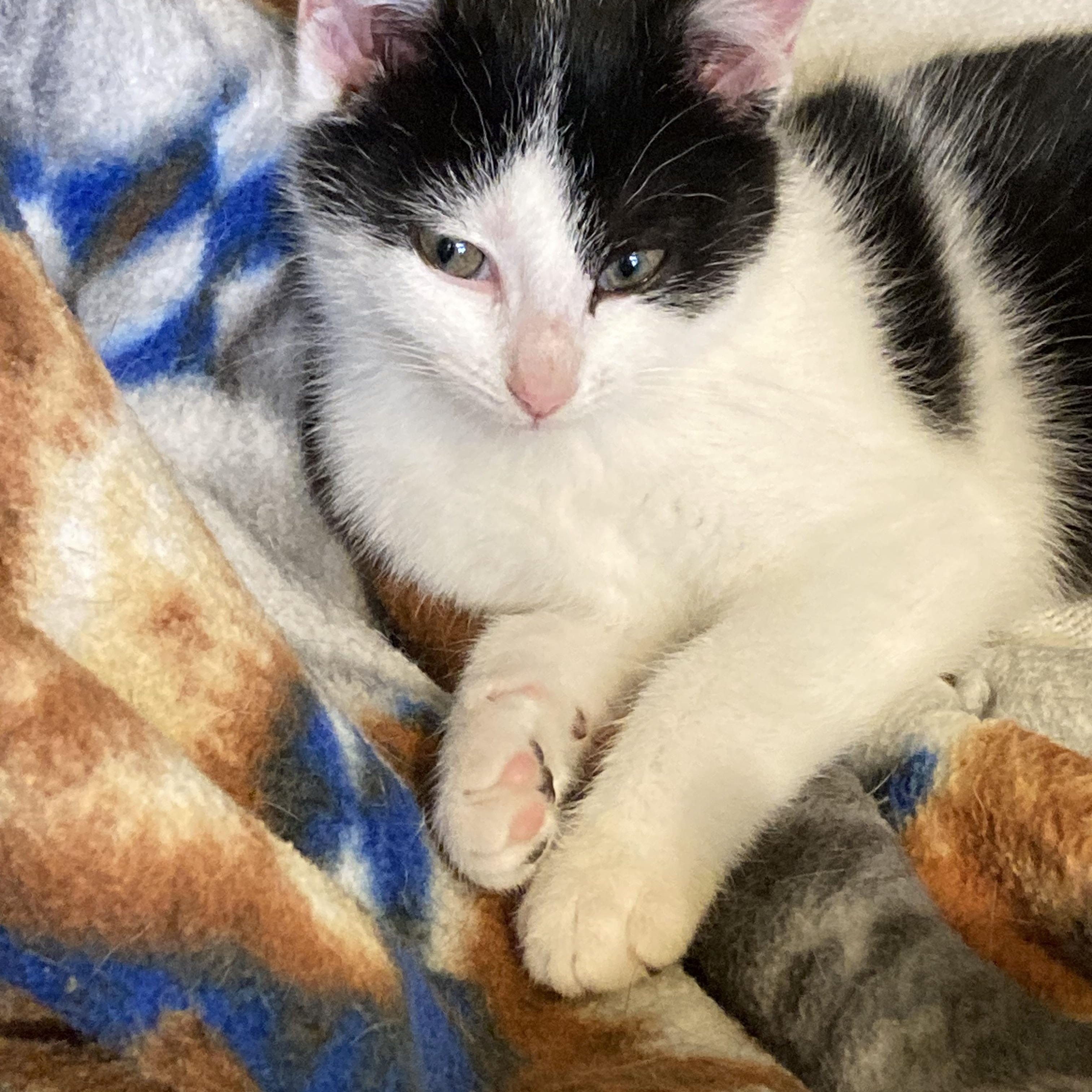 Enlarge Bonny, a ADOPTABLE Domestic Short Hair in Knoxville, TN image 2/3