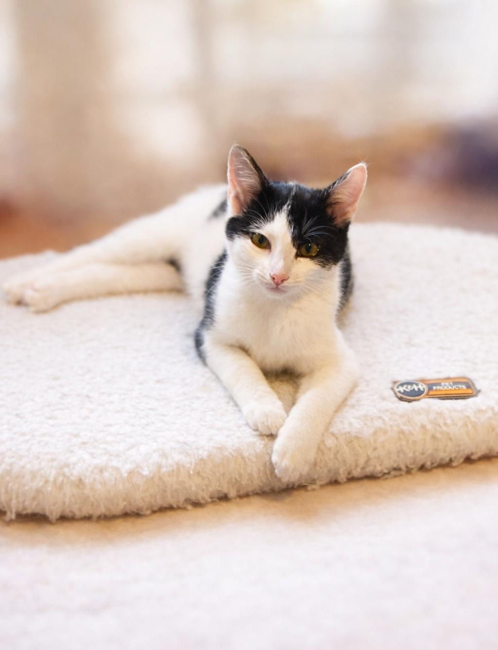 Enlarge Bonny, a ADOPTABLE Domestic Short Hair in Knoxville, TN image 1/4