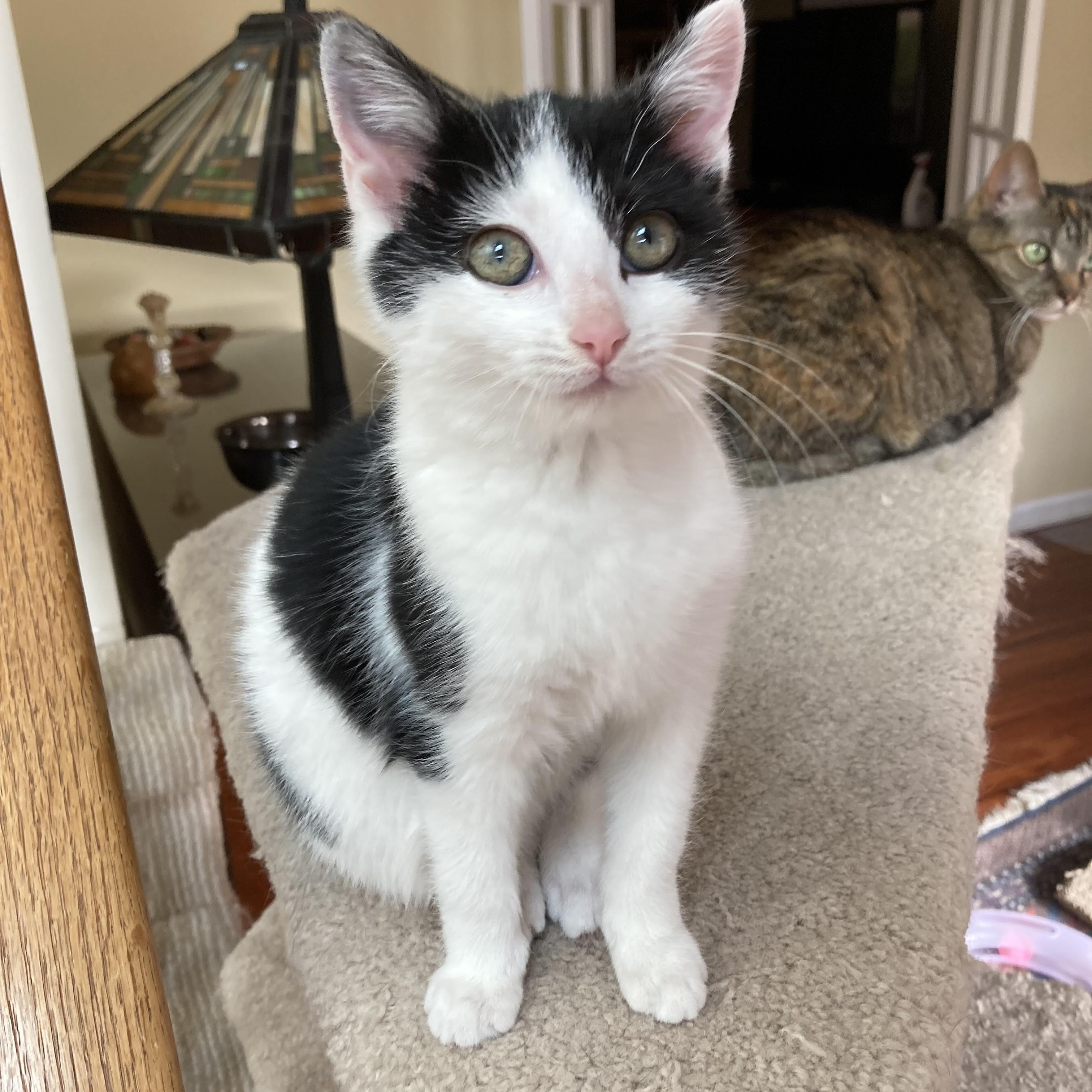 Enlarge Bonny, a ADOPTABLE Domestic Short Hair in Knoxville, TN image 3/3