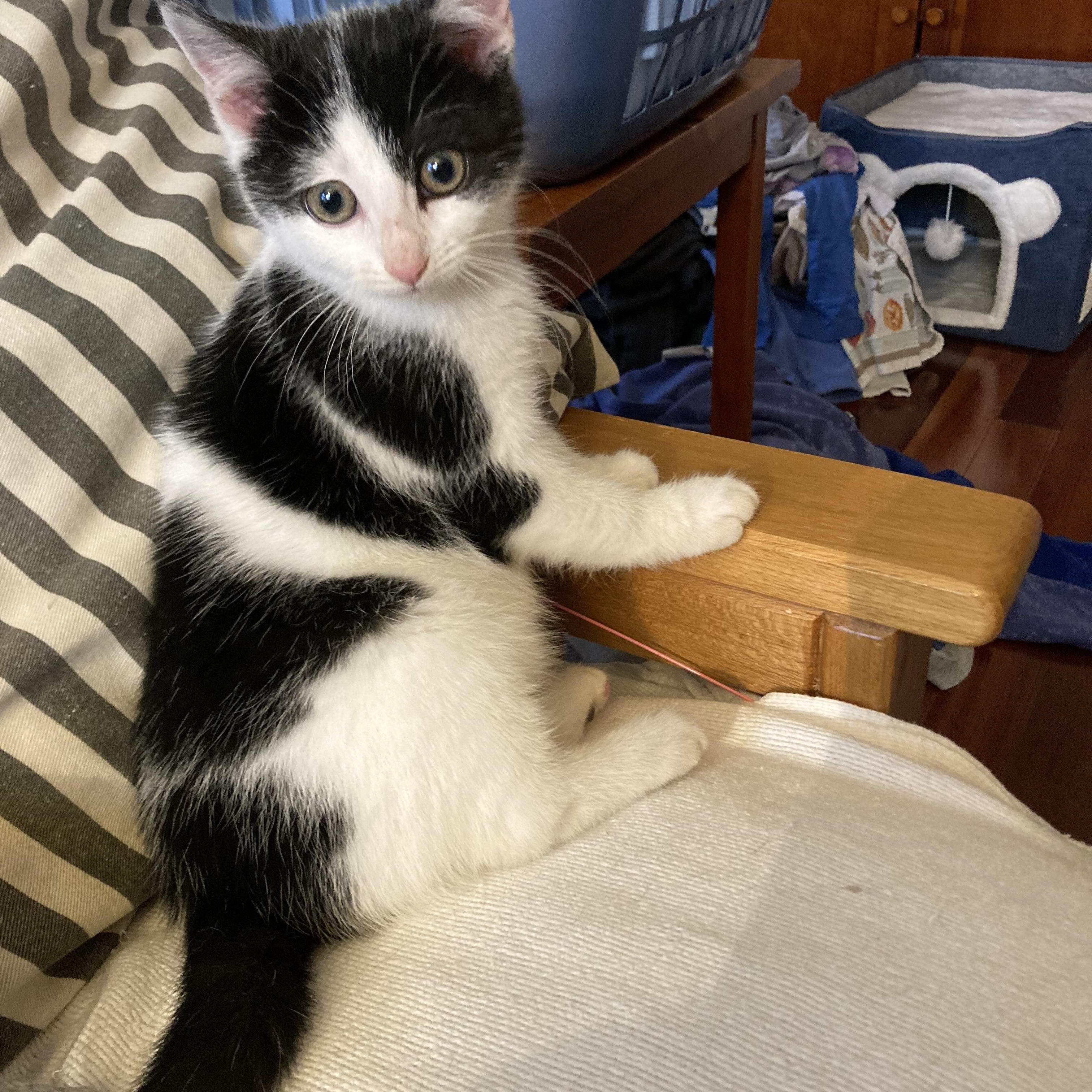 Enlarge Bonny, a ADOPTABLE Domestic Short Hair in Knoxville, TN image 1/3