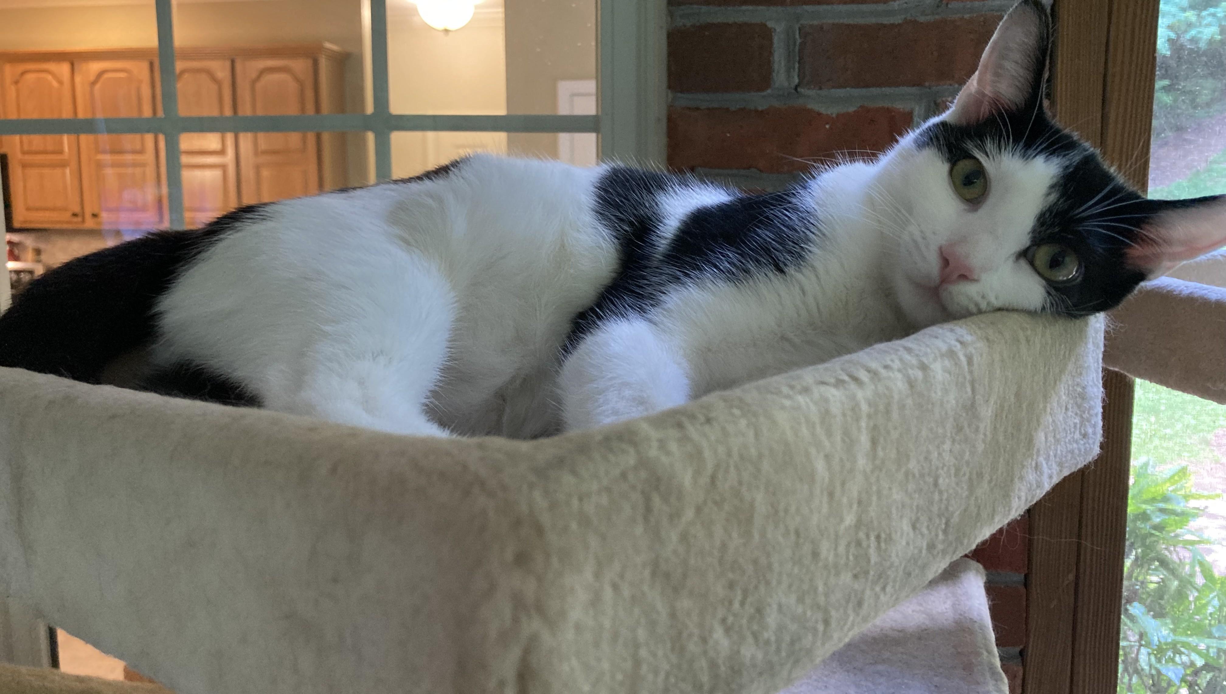 Enlarge Bonny, a Adoptable Domestic Short Hair in Knoxville, TN image 1/6