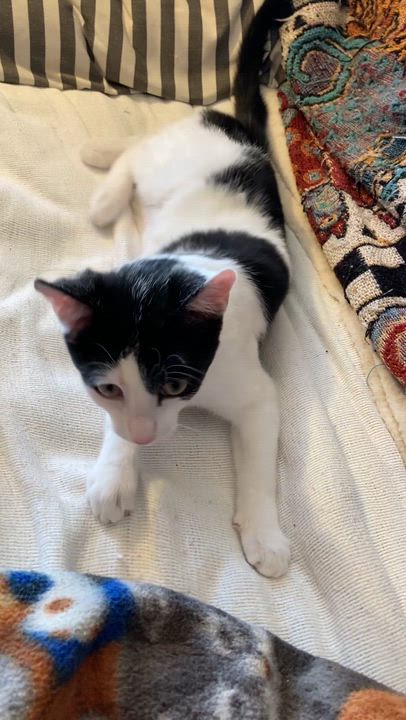 Enlarge Bonny, an adoptable Domestic Short Hair in Knoxville, TN video 5/5