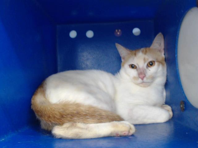 FELIX, Adoptable, Adult Male Domestic Short Hair.