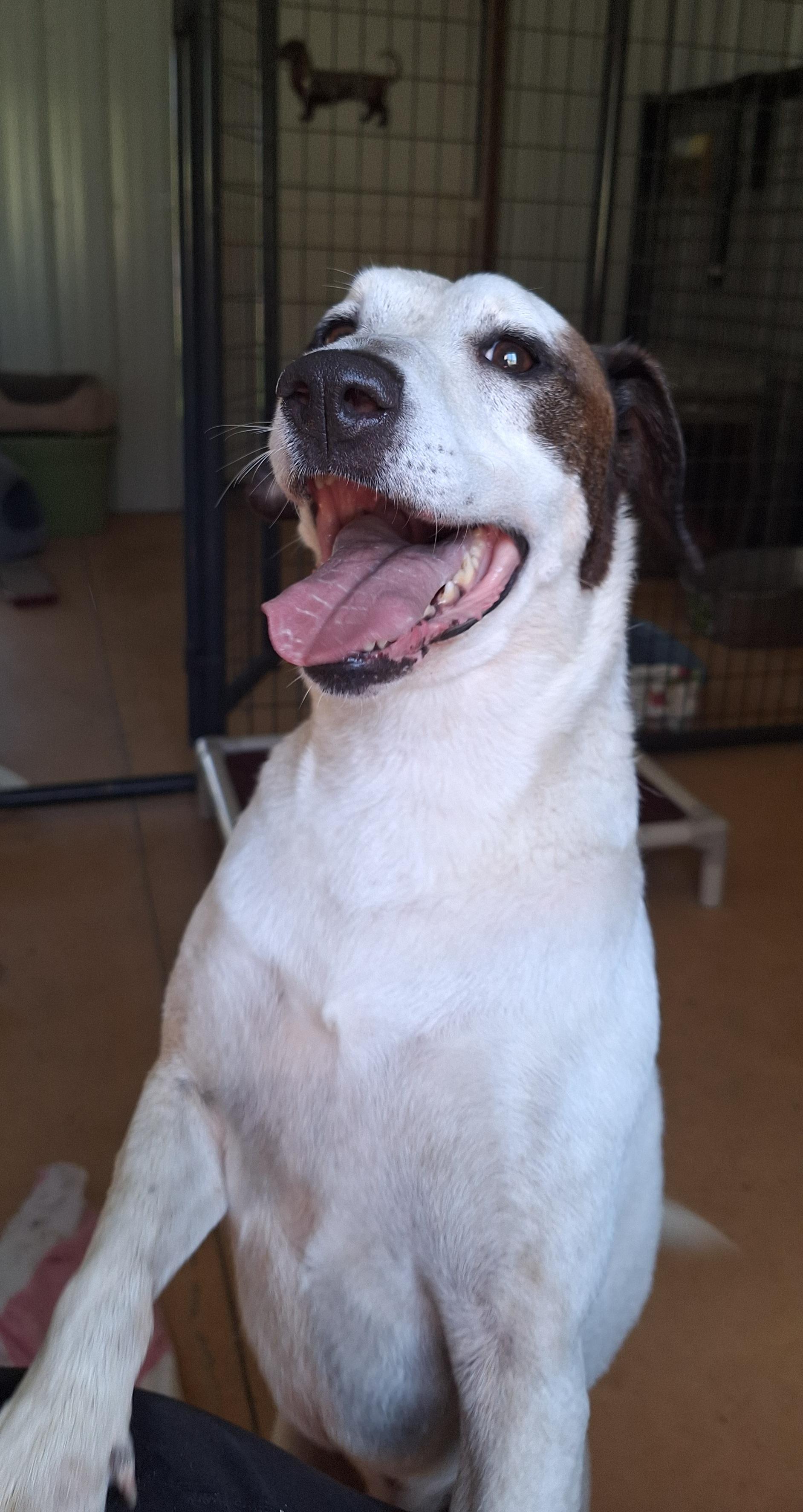 Enlarge Zazz, a Adoptable mixed breed in Stanton, KY image 2/6