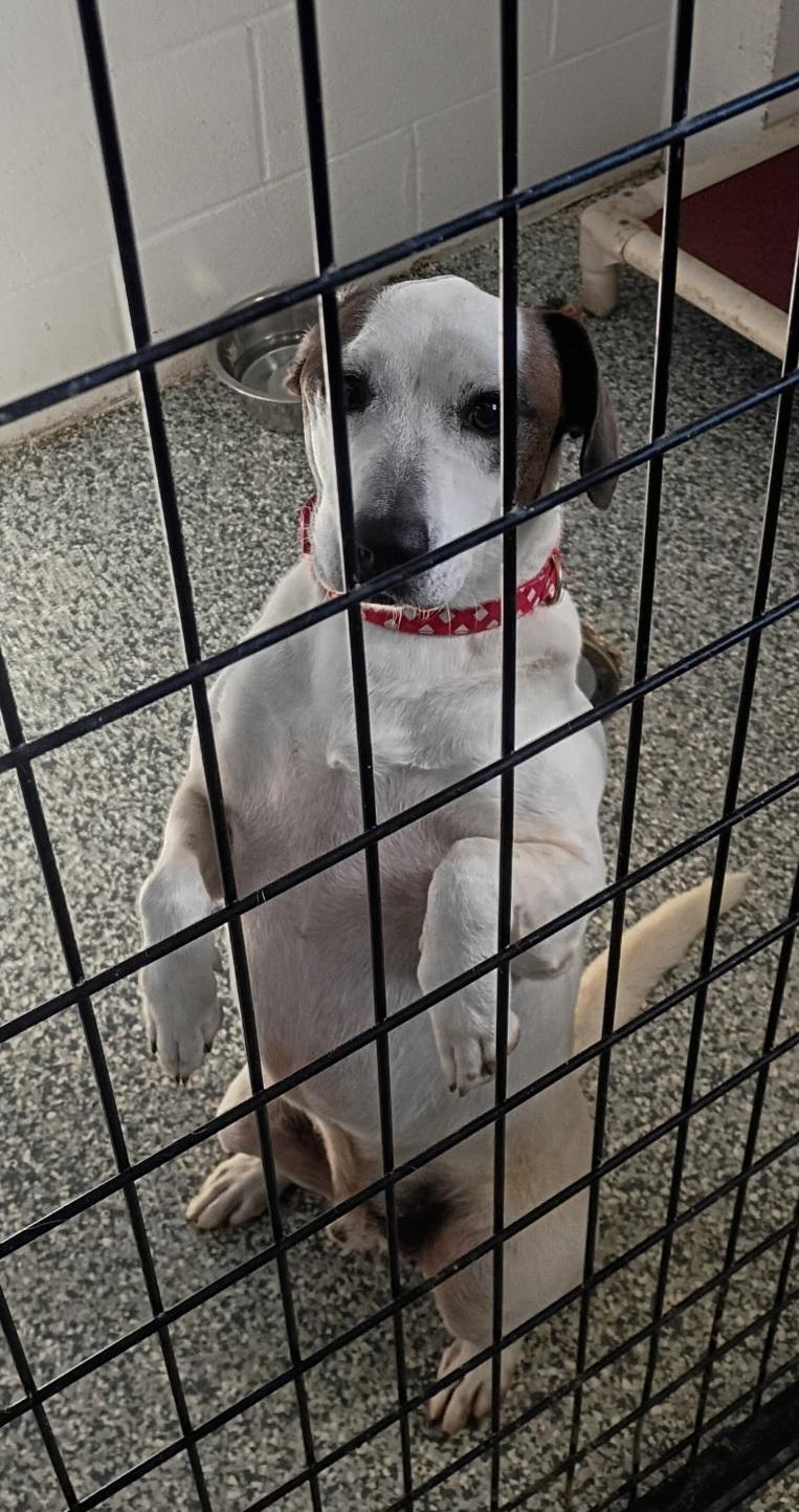 Enlarge Zazz, a Adoptable mixed breed in Stanton, KY image 6/6