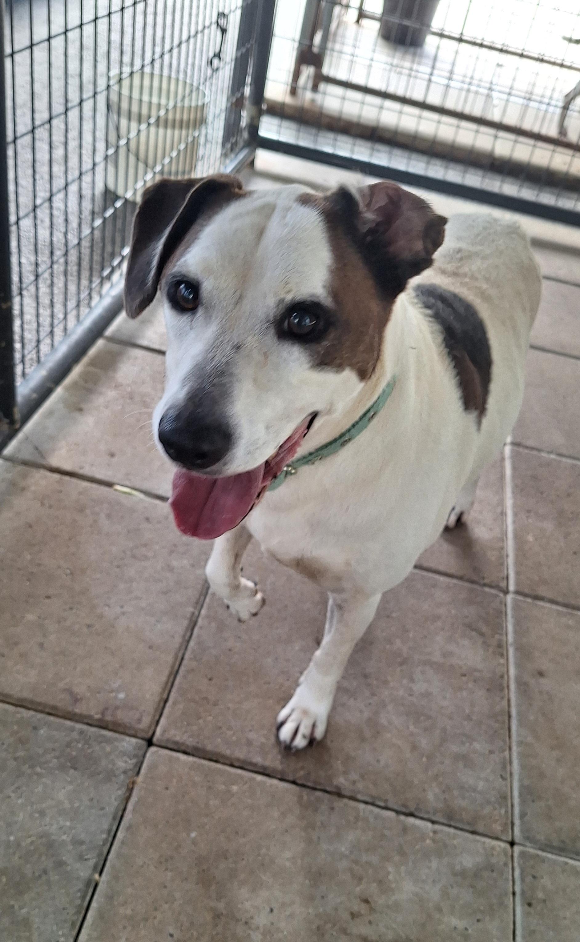 Enlarge Zazz, a Adoptable mixed breed in Stanton, KY image 3/6