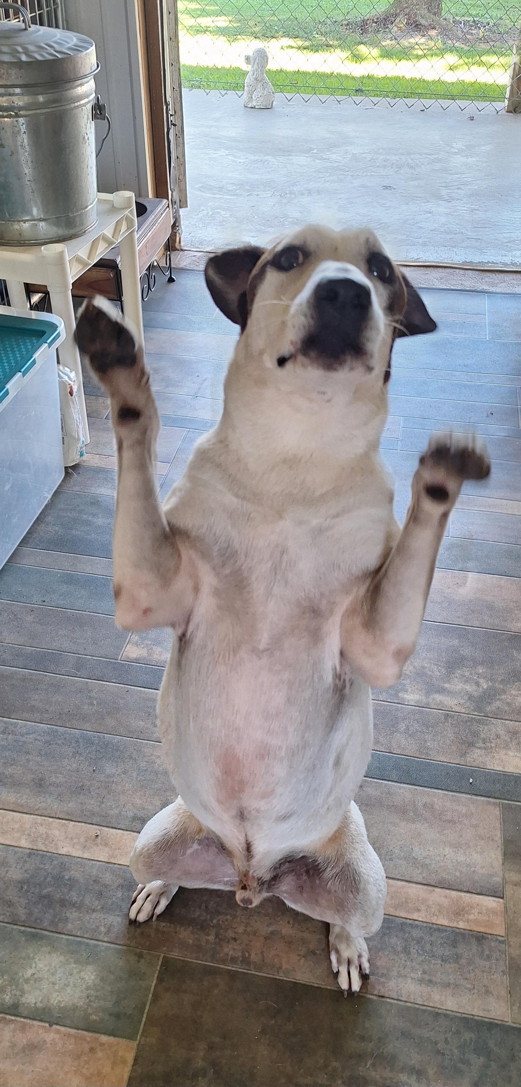 Enlarge Zazz, a Adoptable mixed breed in Stanton, KY image 4/6
