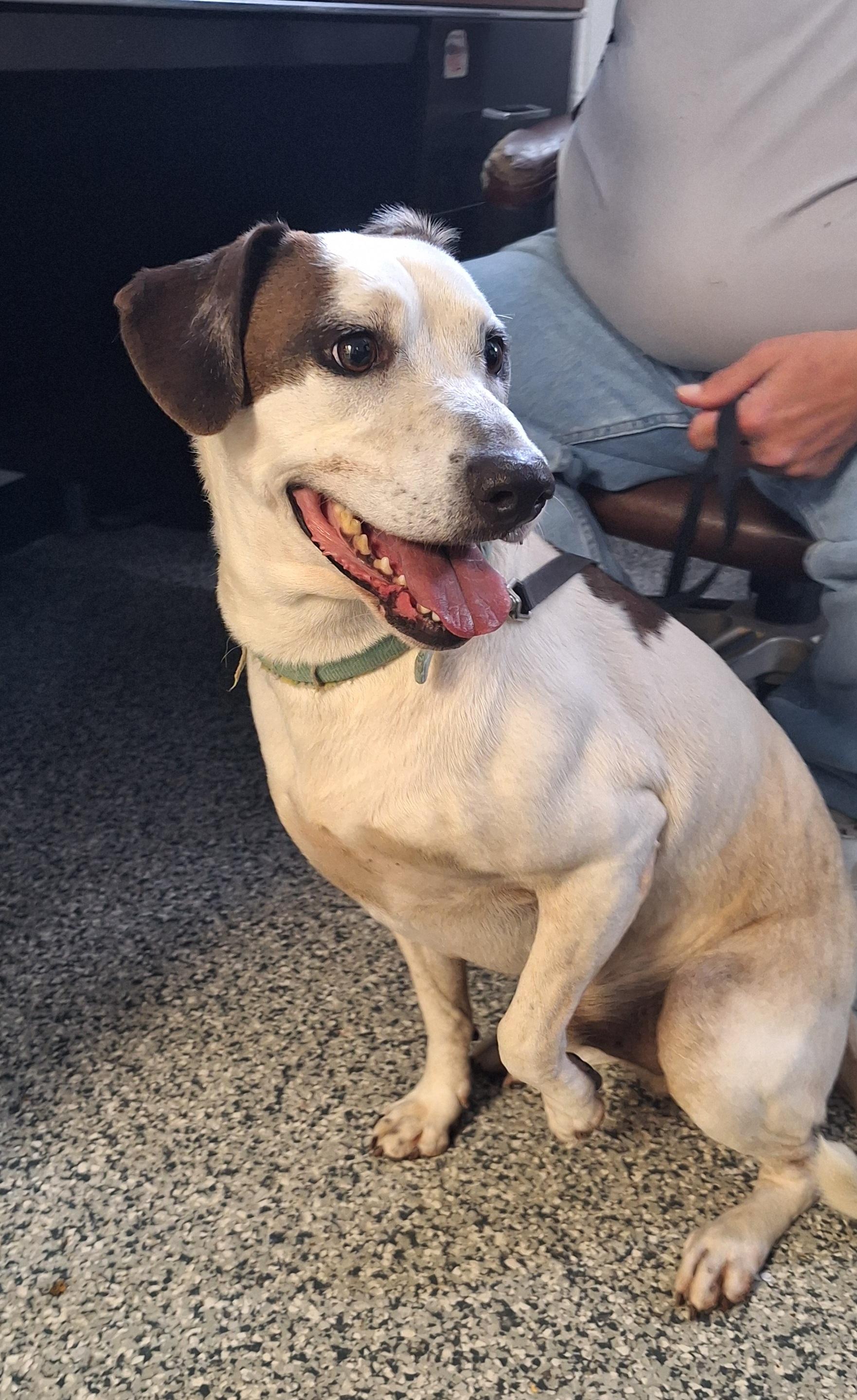 Enlarge Zazz, a Adoptable mixed breed in Stanton, KY image 1/6