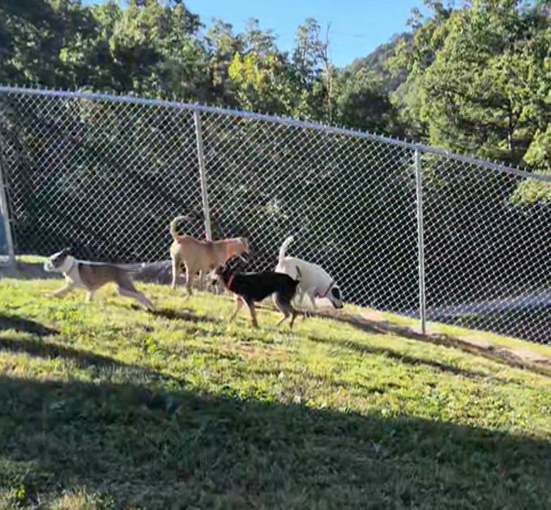 Enlarge Zazz, a Adoptable mixed breed in Stanton, KY video 5/6