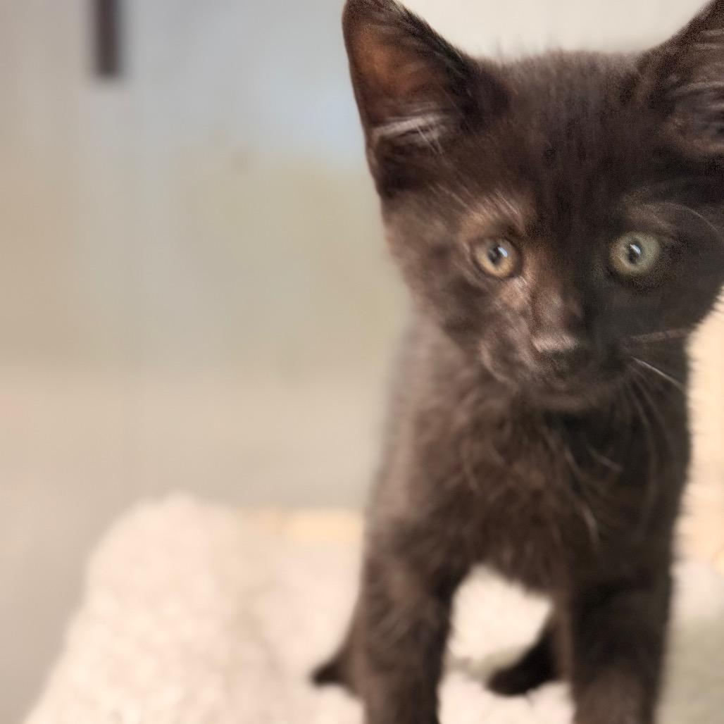 Lucky, Adoptable, Young Male Domestic Short Hair.