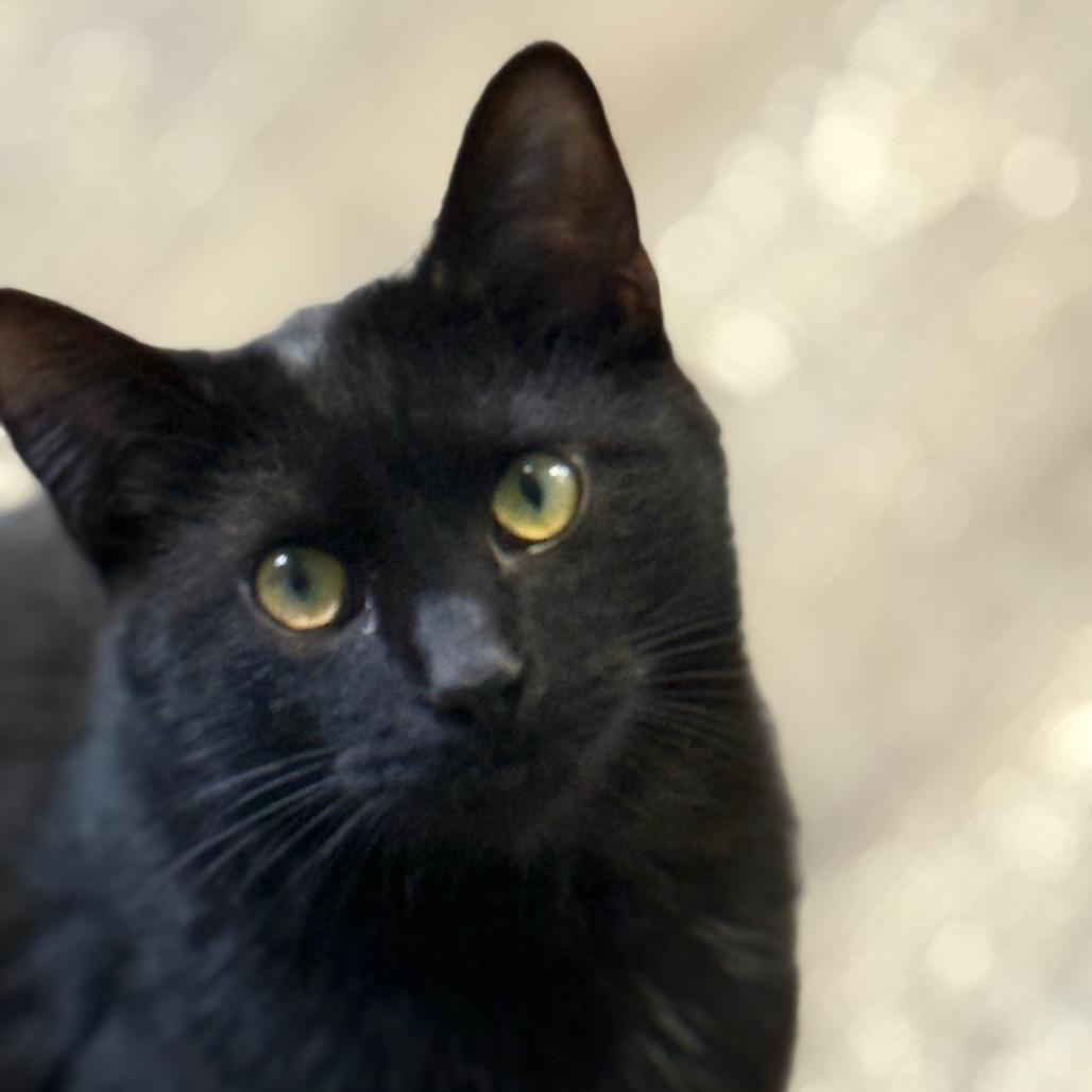 Lucky, a Adoptable Domestic Short Hair in Chariton, IA image 2/6