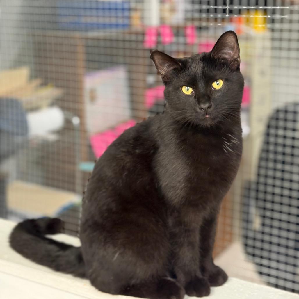 Lucky, a Adoptable Domestic Short Hair in Chariton, IA image 6/6