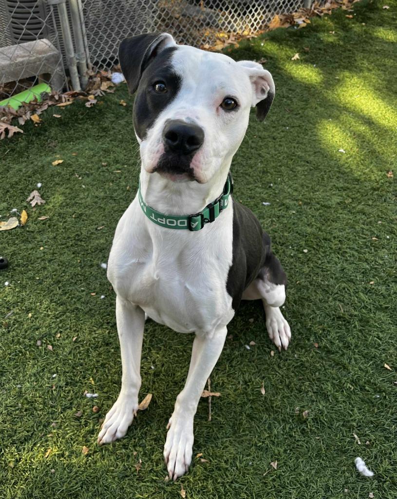 Joker, Adoptable, Young Male Pit Bull Terrier.