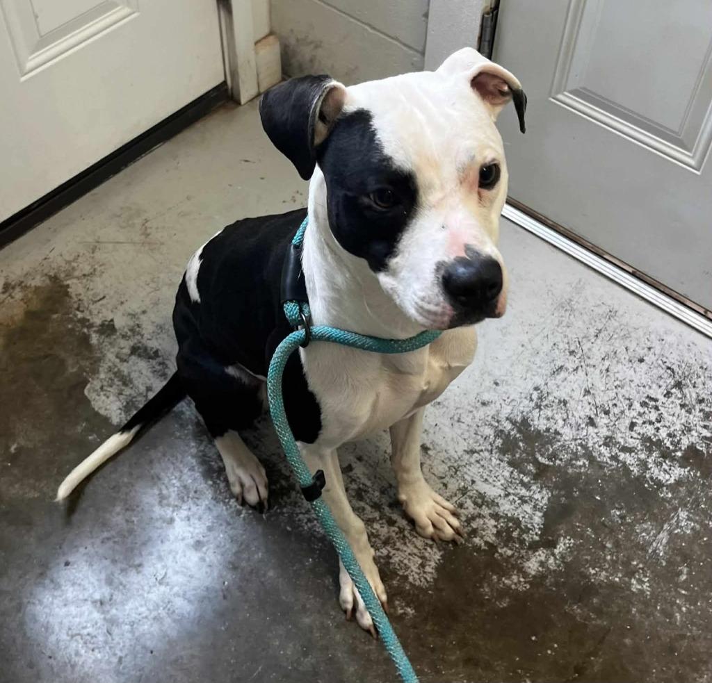 Joker, Adoptable, Young Male Pit Bull Terrier.