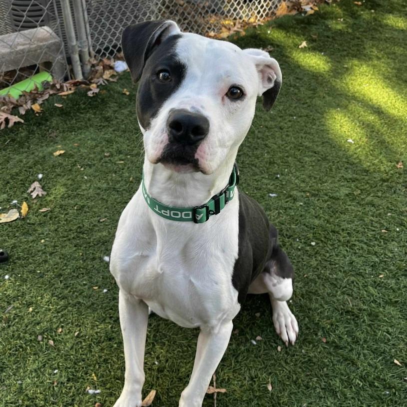 Enlarge Joker, a Adoptable mixed breed in Sunrise Beach, MO image 2/2