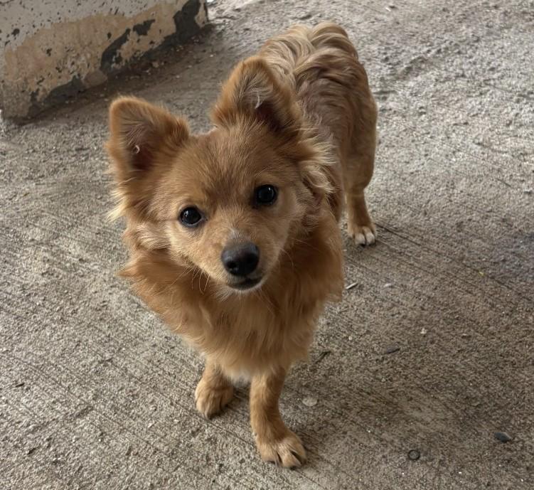 Goldie, adopted, Puppy Female Pomeranian.