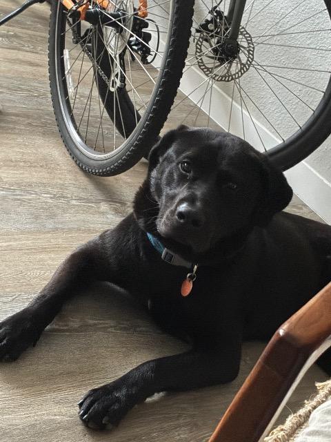 Kenobi, Adoptable, Young Male Labrador Retriever.