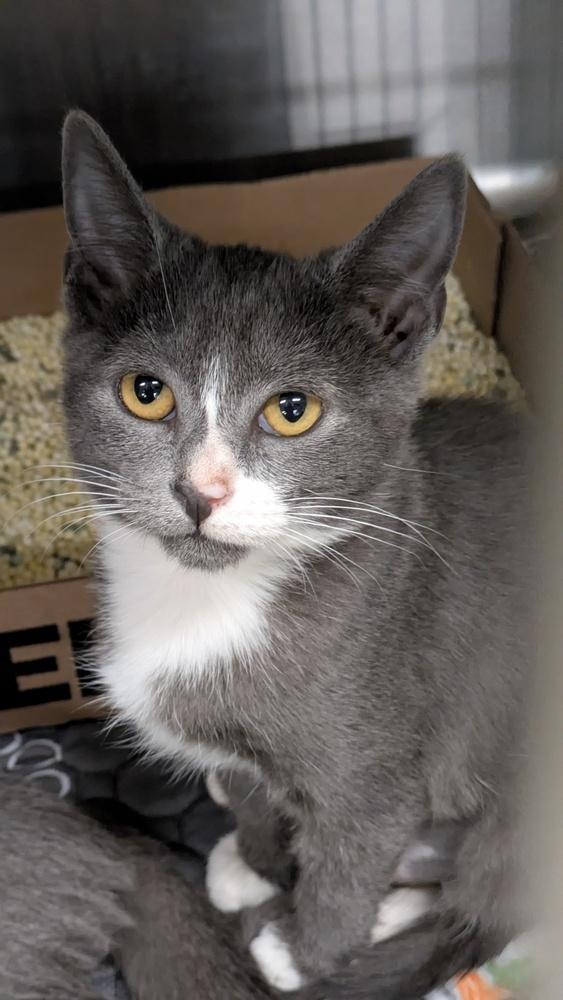 Star, Adoptable, Kitten Female Domestic Short Hair.