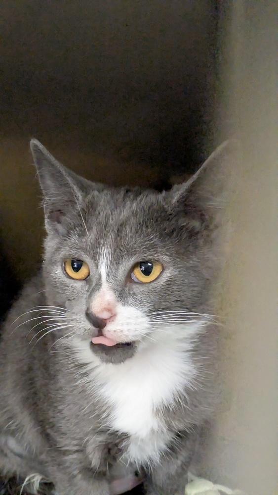 Enlarge Star, a Adoptable mixed breed in Brandon, FL image 2/2