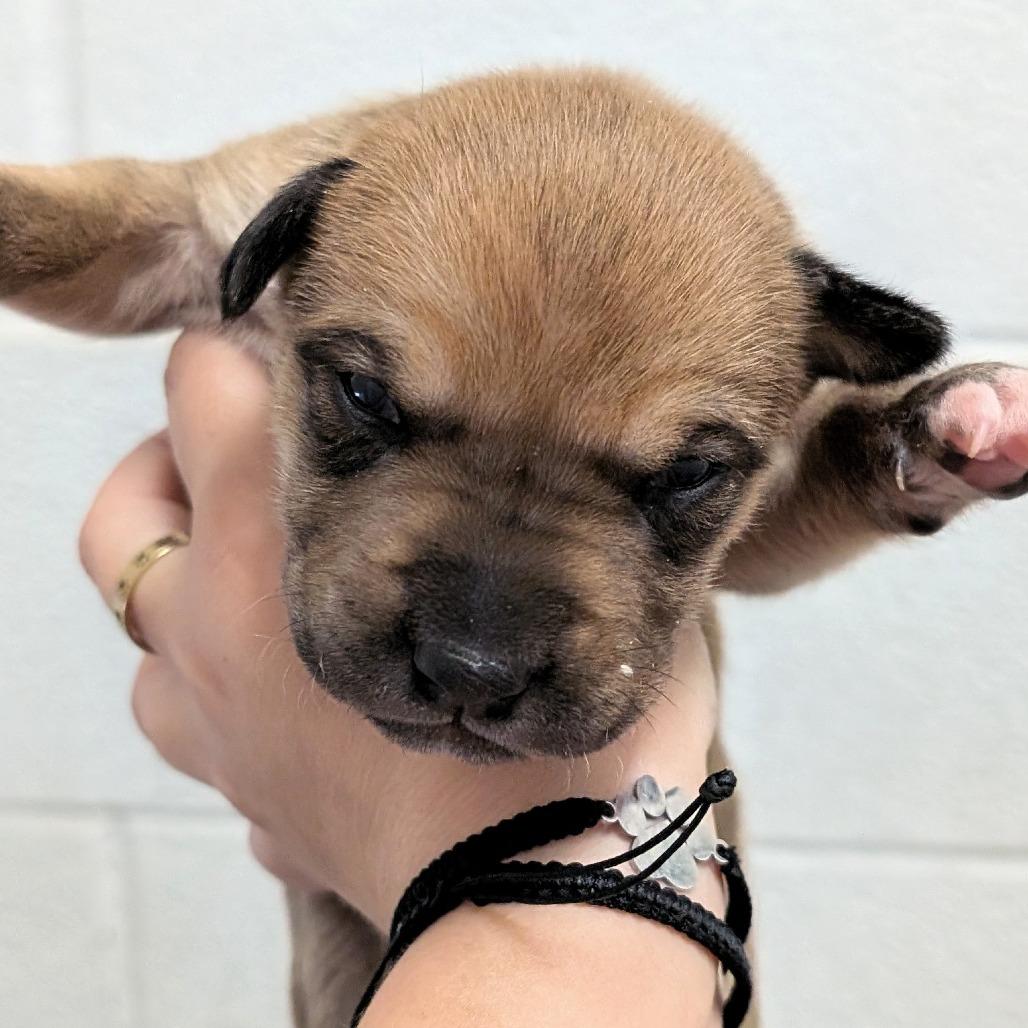 Enlarge L pup 1, a Adoptable mixed breed in Buchanan Dam, TX image 1/3