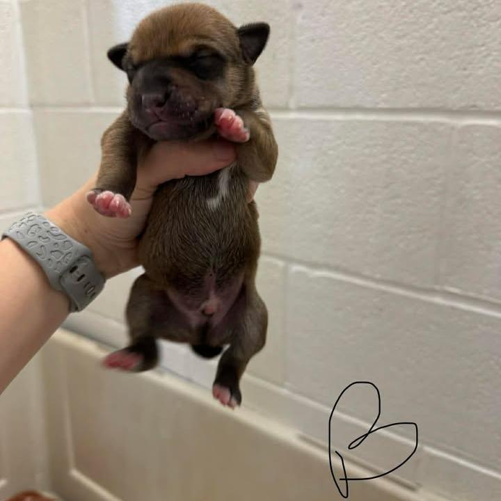 Enlarge L pup 1, a Adoptable mixed breed in Buchanan Dam, TX image 2/3