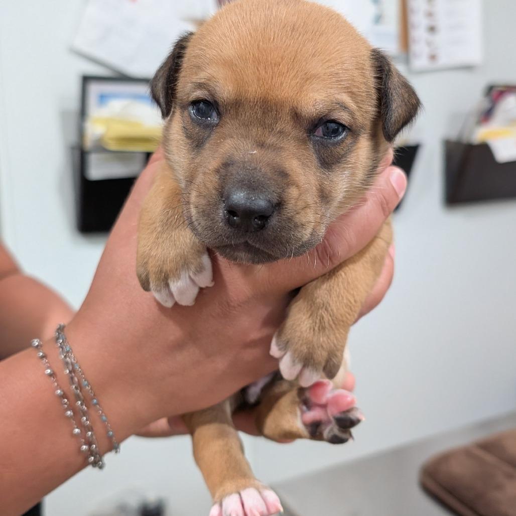 Enlarge L pup 1, a Adoptable mixed breed in Buchanan Dam, TX image 3/3