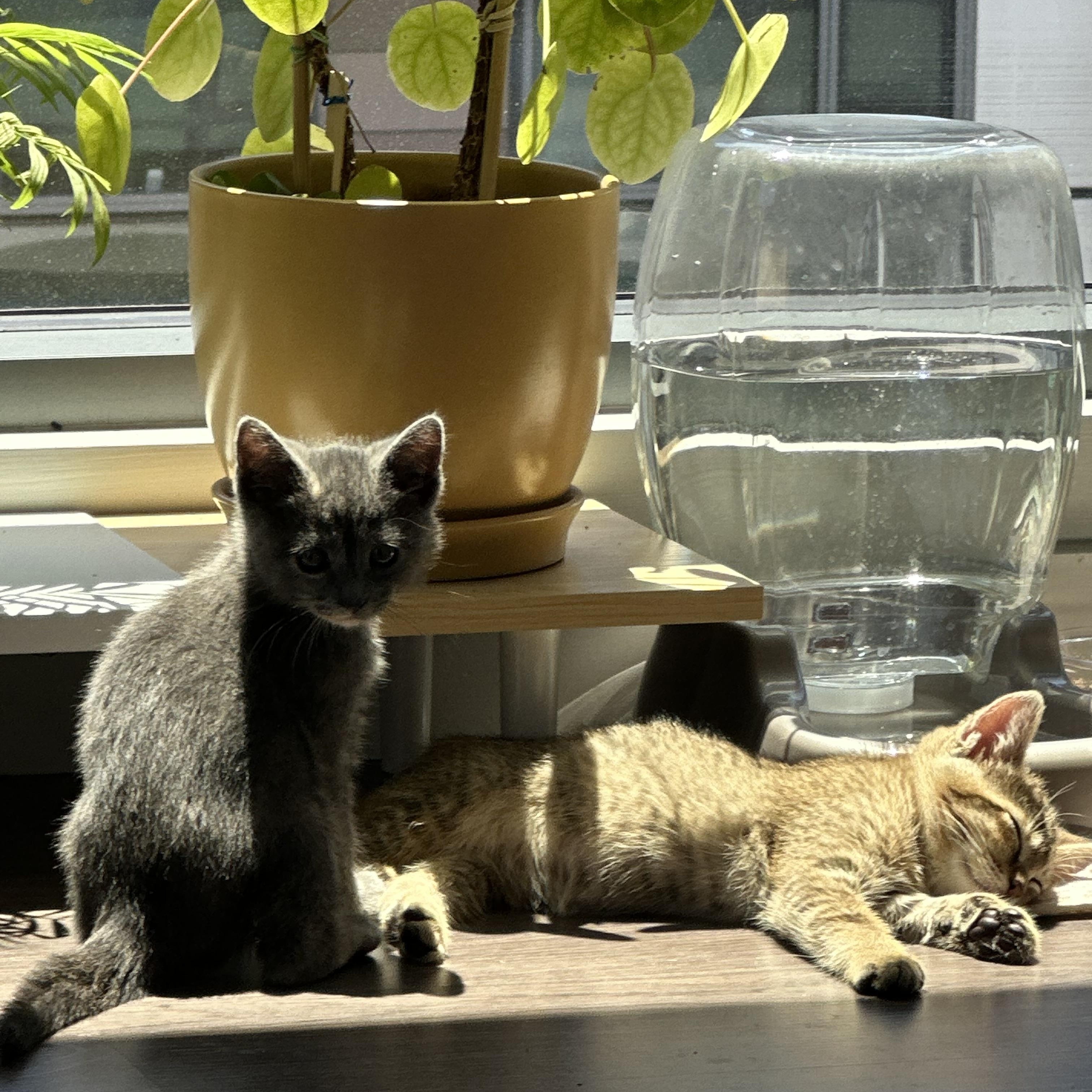 Atticus & Aaliyah (brother/sister pair)