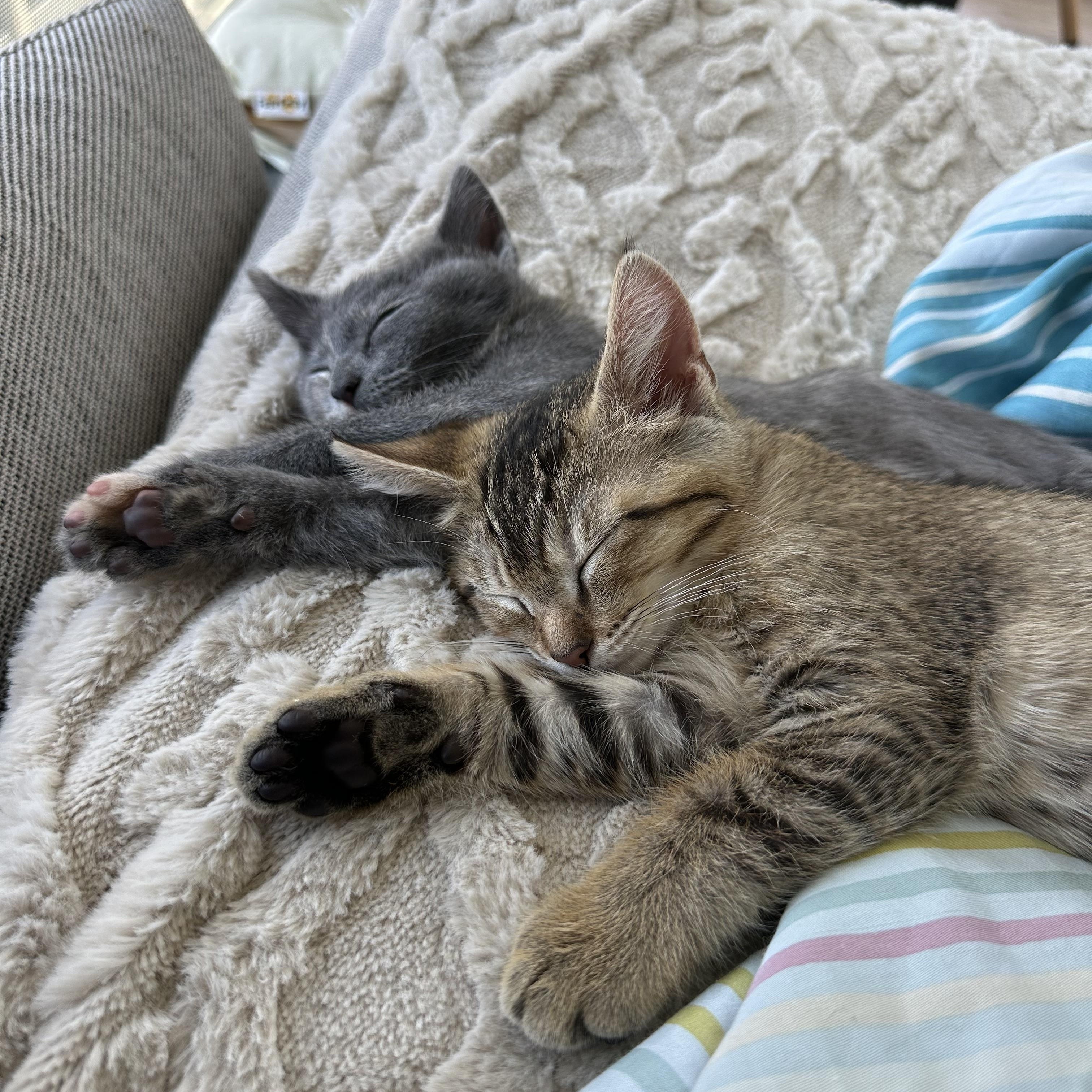 Atticus & Aaliyah (brother/sister pair), a Adoptable mixed breed in San Jose, CA image 1/6