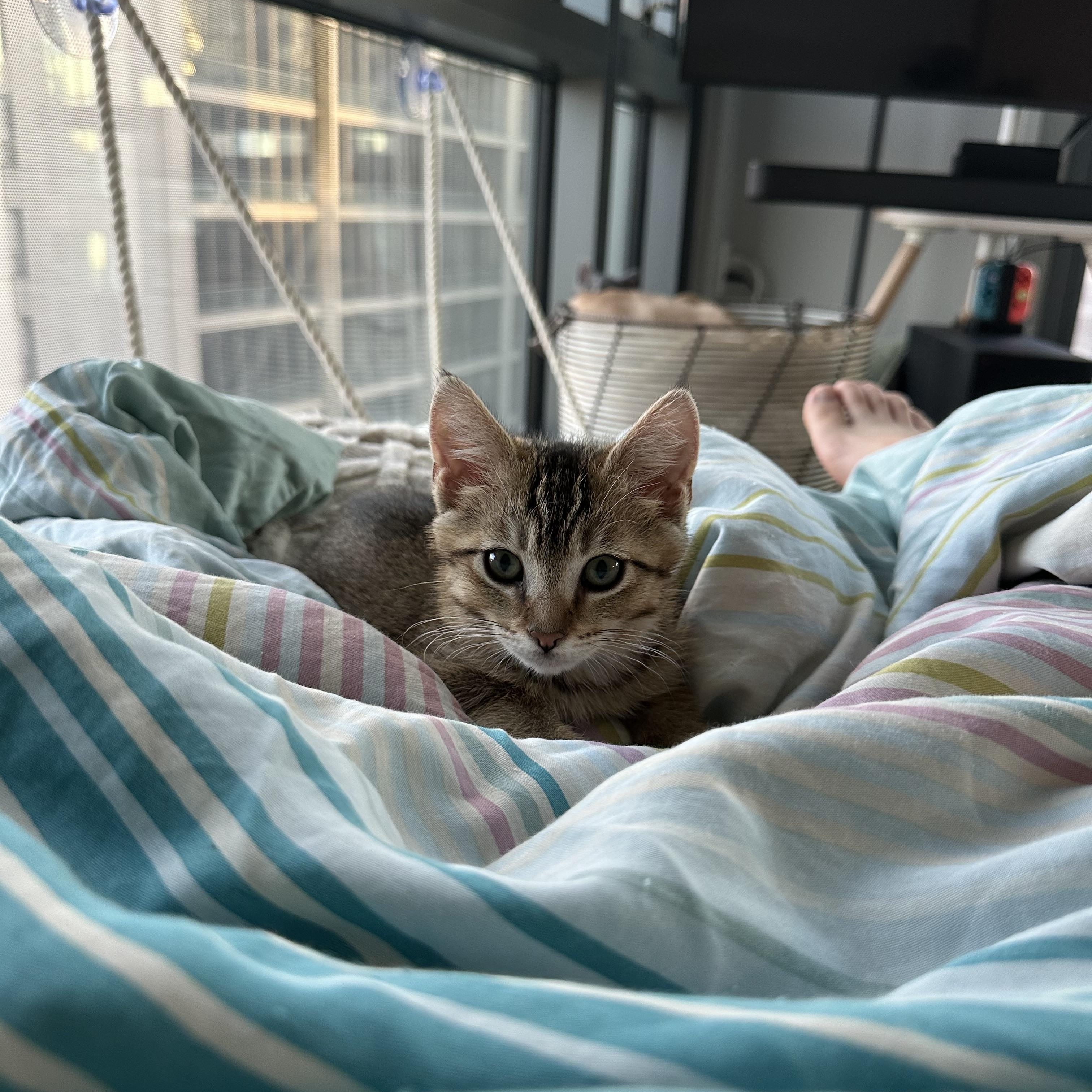 Atticus & Aaliyah (brother/sister pair)