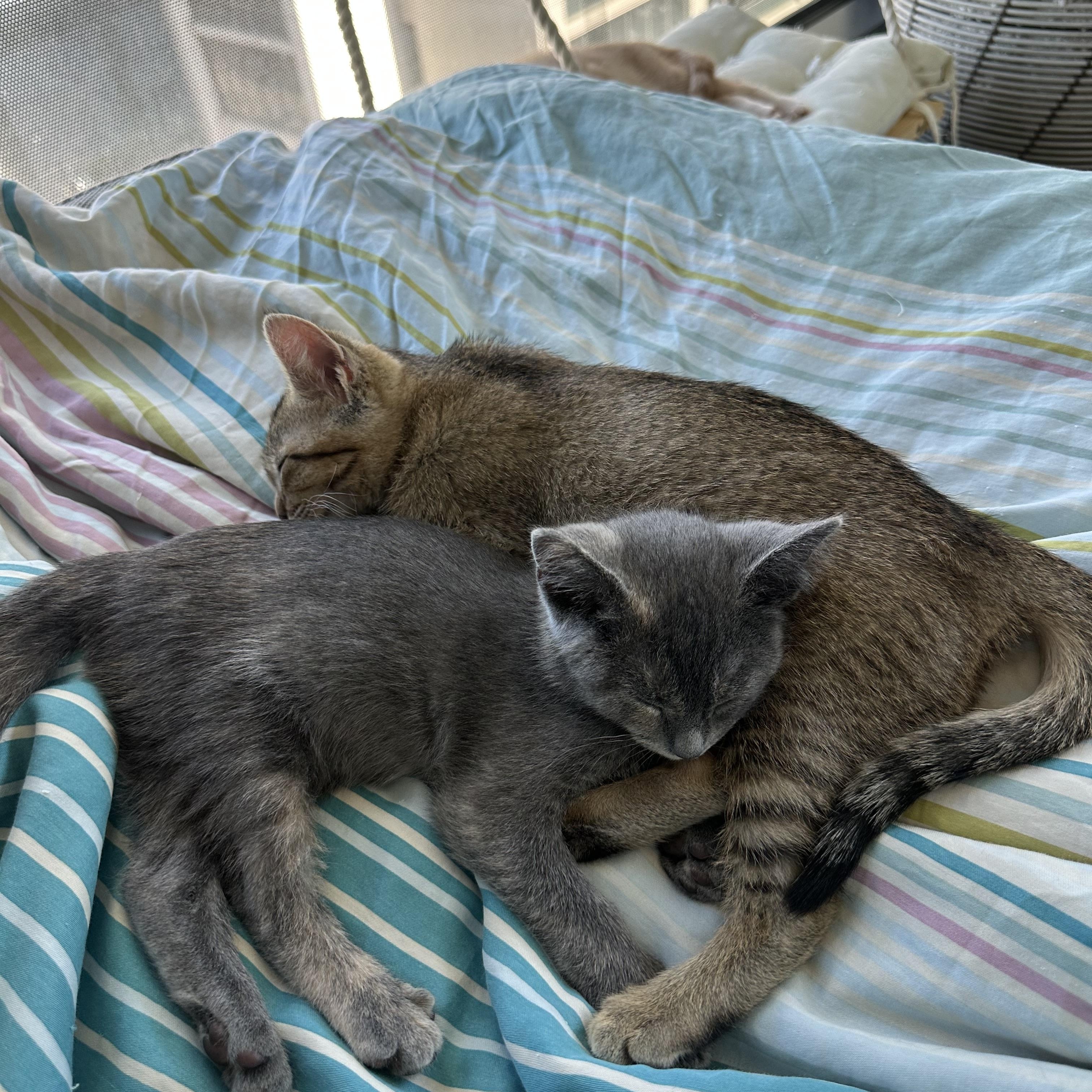 Atticus & Aaliyah (brother/sister pair)