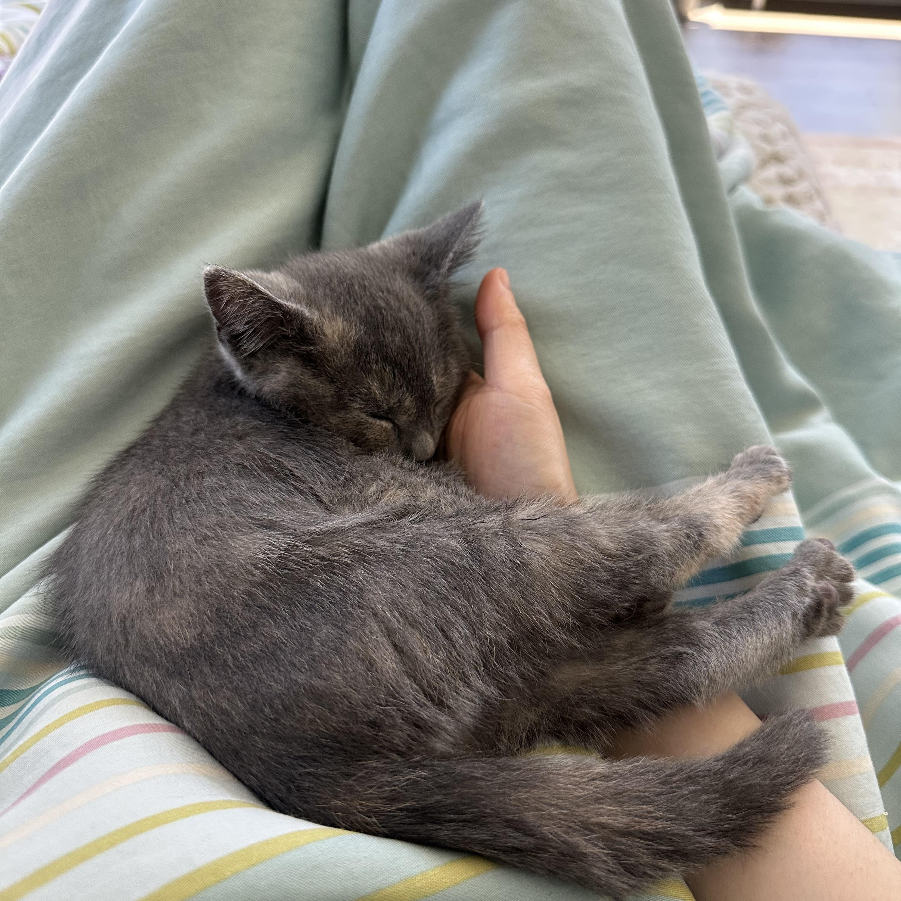 Atticus & Aaliyah (brother/sister pair), a Adoptable mixed breed in San Jose, CA image 2/6