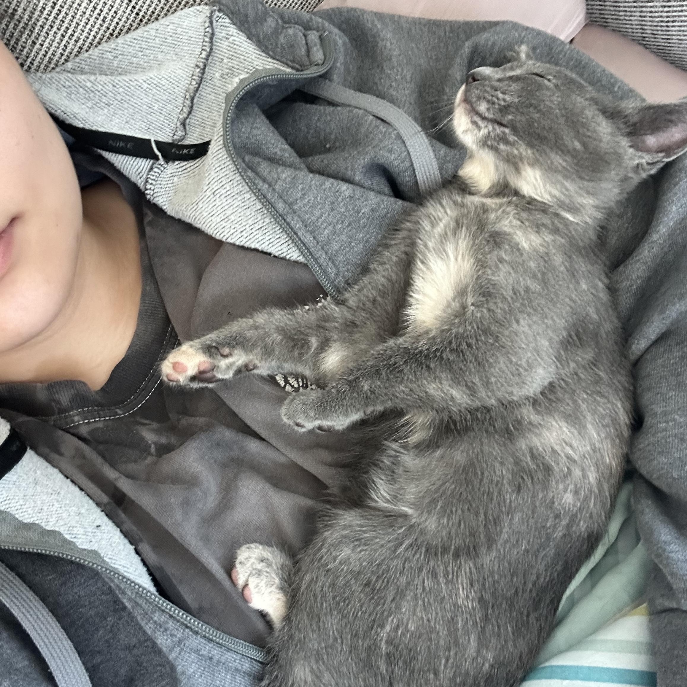 Atticus & Aaliyah (brother/sister pair), a Adoptable mixed breed in San Jose, CA image 4/6