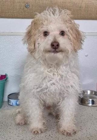 Enlarge Reggie, a ADOPTABLE mixed breed in Butte, MT image 1/1