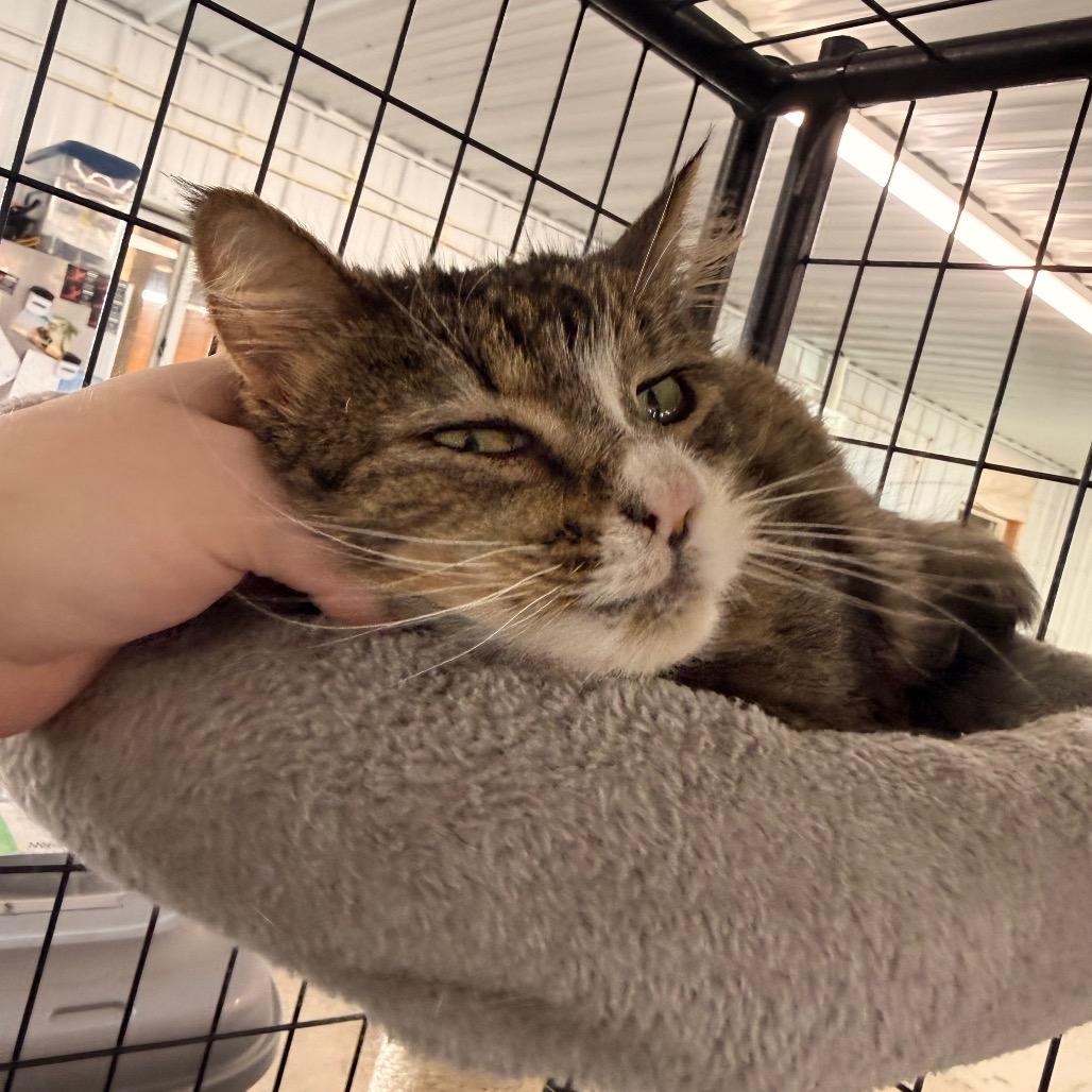 Morgan, Adoptable, Adult Female Domestic Medium Hair.