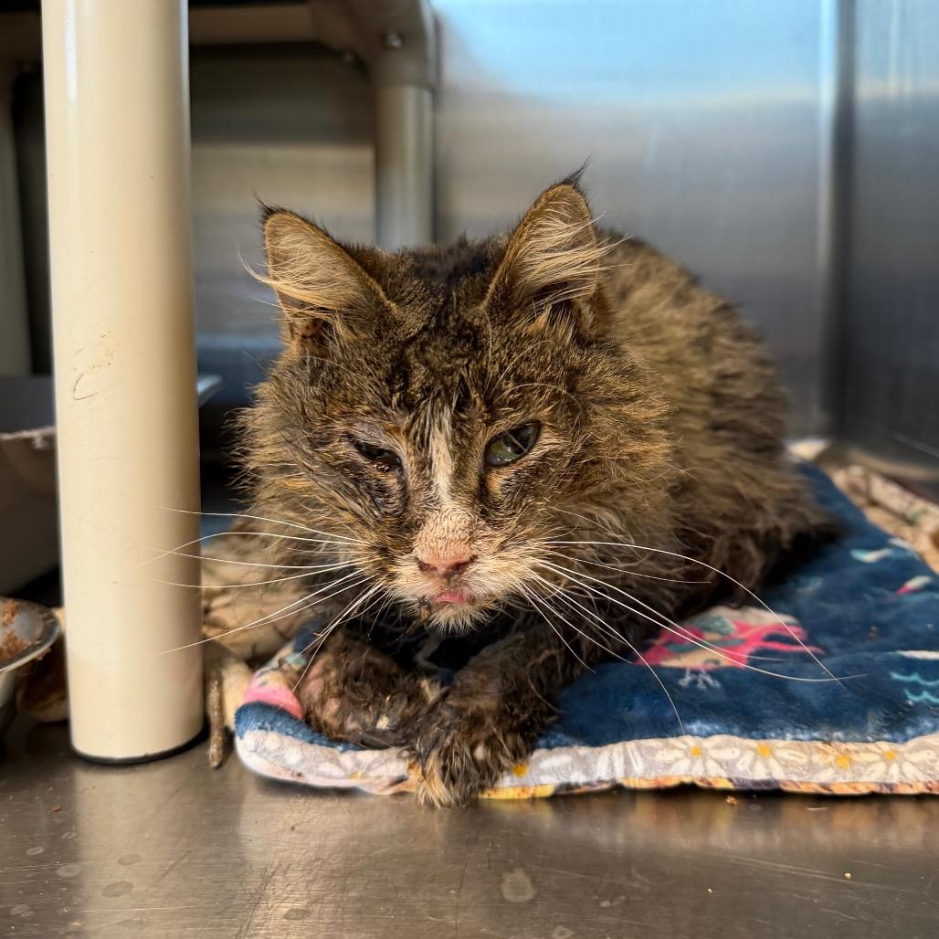 Enlarge Morgan, a Adoptable Domestic Medium Hair in Spanish Fork, UT image 2/5