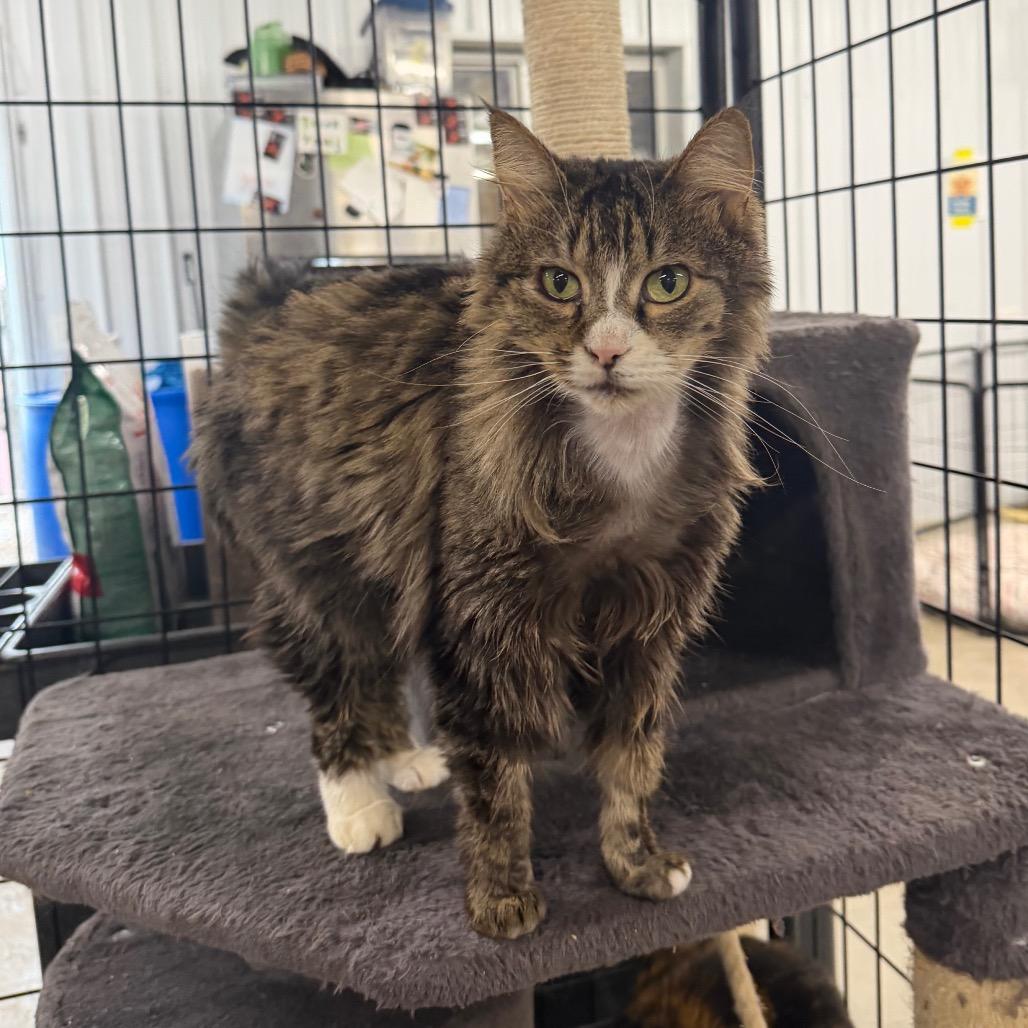 Enlarge Morgan, a Adoptable Domestic Medium Hair in Spanish Fork, UT image 3/5