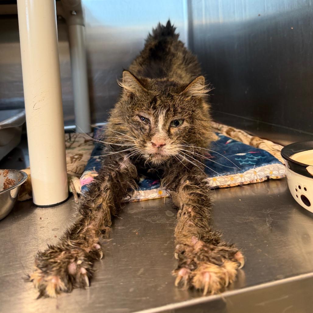 Enlarge Morgan, a Adoptable Domestic Medium Hair in Spanish Fork, UT image 4/5