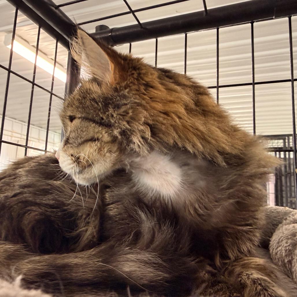 Enlarge Morgan, a Adoptable Domestic Medium Hair in Spanish Fork, UT image 5/5