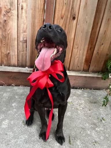 Enlarge Chance, a Adoptable Staffordshire Bull Terrier in santa monica, CA image 5/6