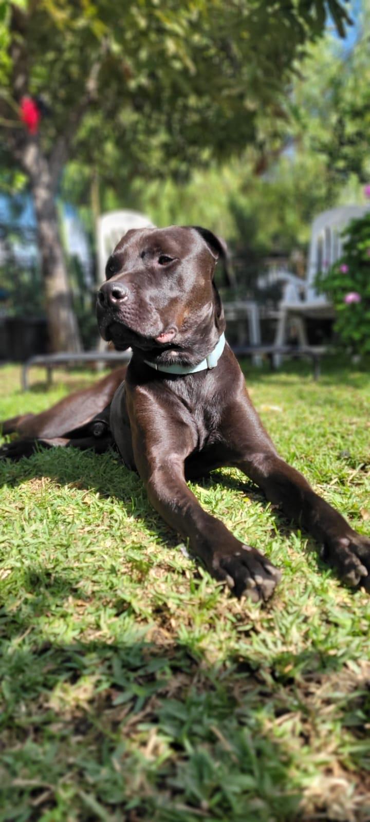 Enlarge Chance, a Adoptable Staffordshire Bull Terrier in santa monica, CA image 3/6