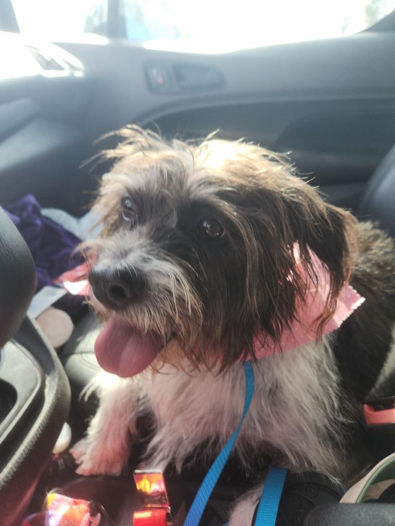 Momma, Adoptable, Adult Female Jack Russell Terrier.