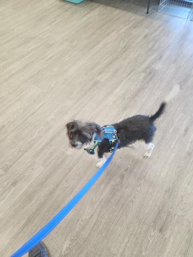 Enlarge Momma, a Adoptable Jack Russell Terrier in Tampa, FL image 3/3