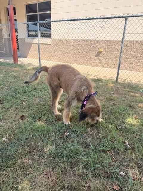 Loretta Lynn, a ADOPTABLE Labradoodle in Fayetteville, AR image 4/6