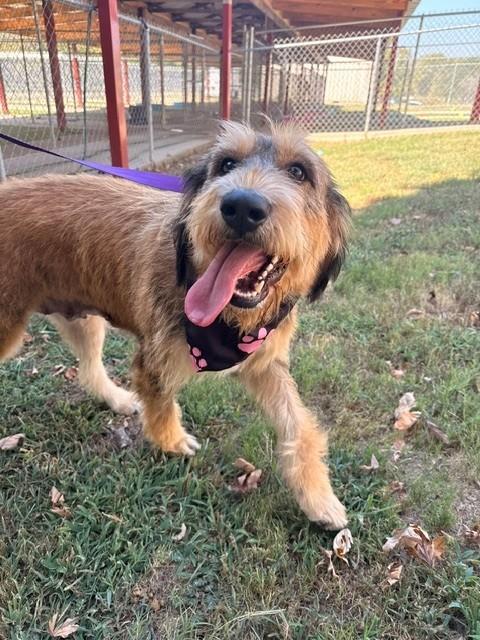 Loretta Lynn, a ADOPTABLE Labradoodle in Fayetteville, AR image 6/6