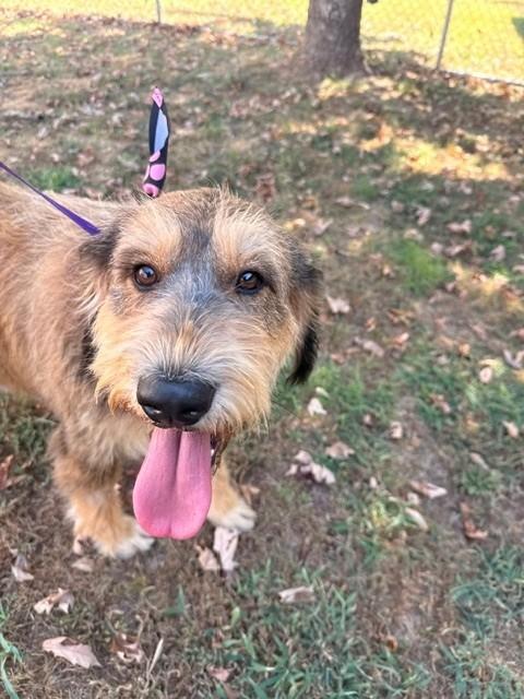 Loretta Lynn, a ADOPTABLE Labradoodle in Fayetteville, AR image 3/6