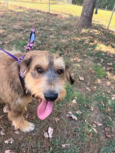 Loretta Lynn, a ADOPTABLE Labradoodle in Fayetteville, AR image 5/6