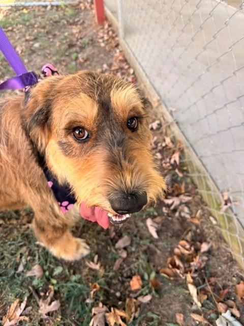 Loretta Lynn, a ADOPTABLE Labradoodle in Fayetteville, AR image 2/6