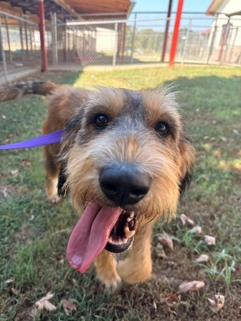 Loretta Lynn, ADOPTABLE, Adult Female Labradoodle.