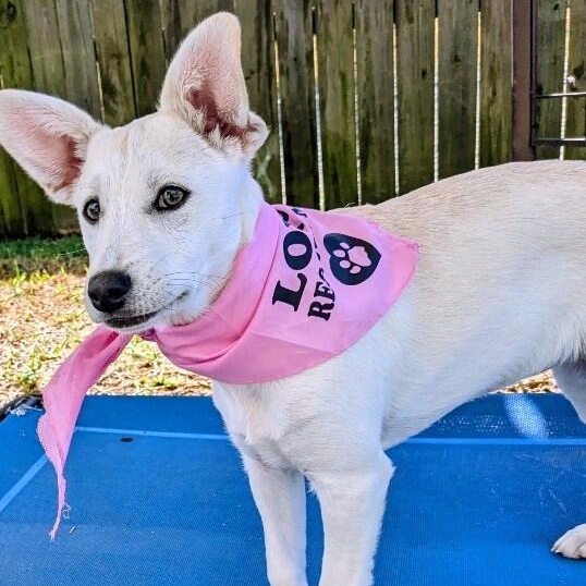 Twice K Pop — thumbnail 2