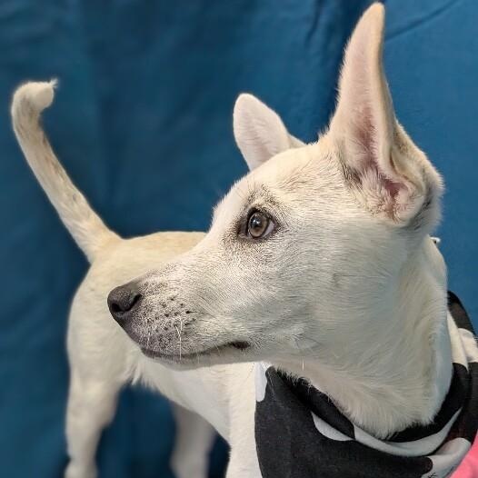 Twice K Pop — thumbnail 4